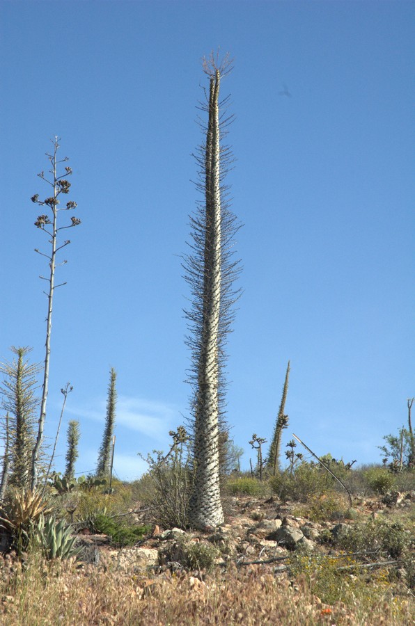 Изображение особи Fouquieria columnaris.