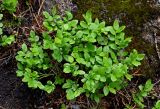 Vaccinium myrtillus. Плодоносящее растение с незрелыми плодами. Красноярский край, Берёзовский р-н, национальный парк \"Красноярские Столбы\", Центральные Столбы, смешанный лес. 05.06.2022.