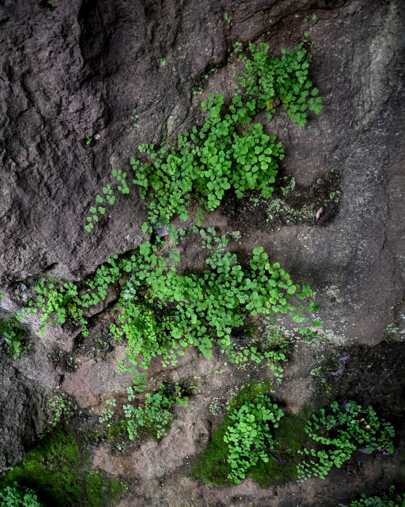 Image of Adiantum capillus-veneris specimen.