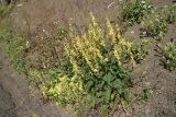 genus Verbascum