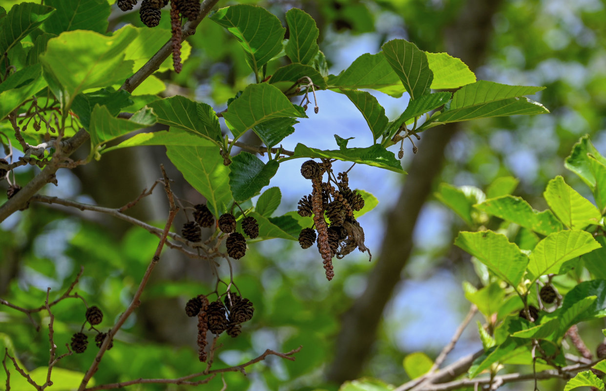 Изображение особи Alnus barbata.