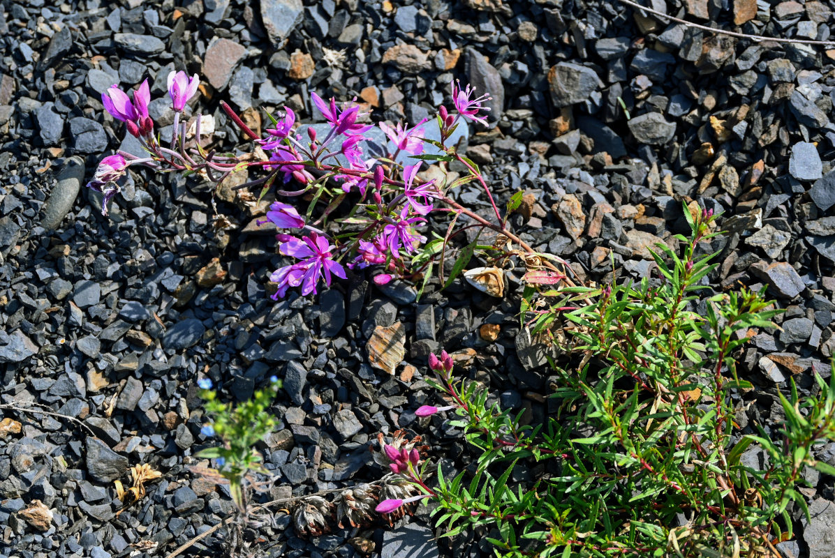 Image of Chamaenerion colchicum specimen.