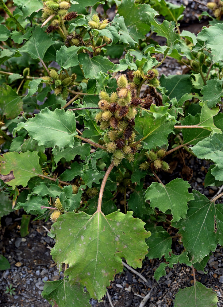 Image of Xanthium orientale specimen.