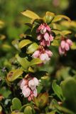 Vaccinium vitis-idaea. Верхушки цветущих побегов. Ленинградская обл., Выборгский р-н, вост. берег Ермиловского залива, крутой склон из моренных отложений над пляжем, в зарослях толокнянки (Arctostaphylos uva-ursi). 11.06.2023.