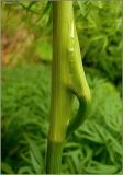 Cenolophium fischeri. Часть побега. Чувашия, окр. г. Шумерля, Песчаная дорога на Водозабор. 18 июня 2010 г.
