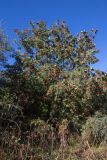 Sorbus aucuparia