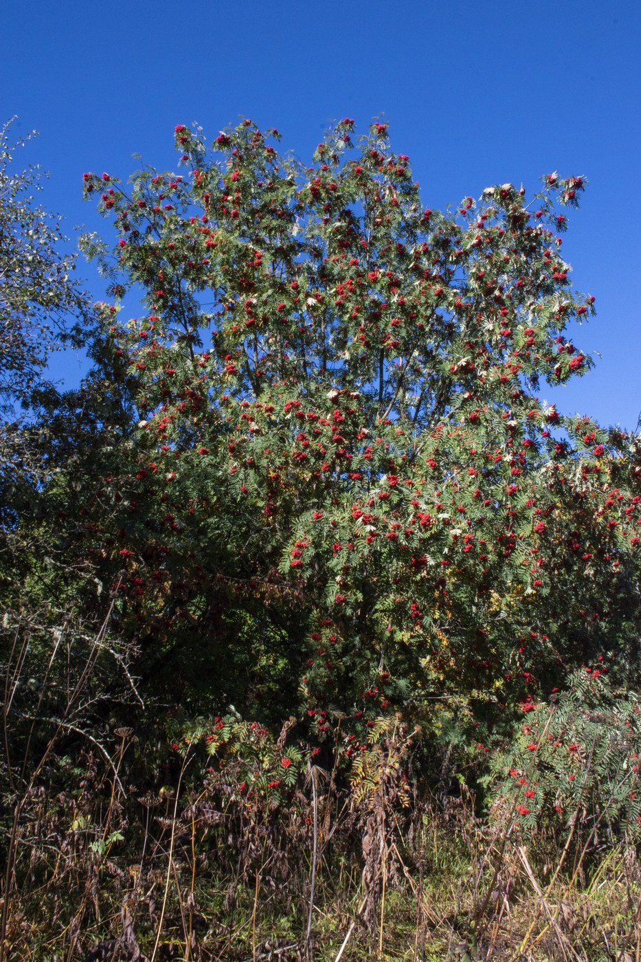 Image of Sorbus aucuparia specimen.