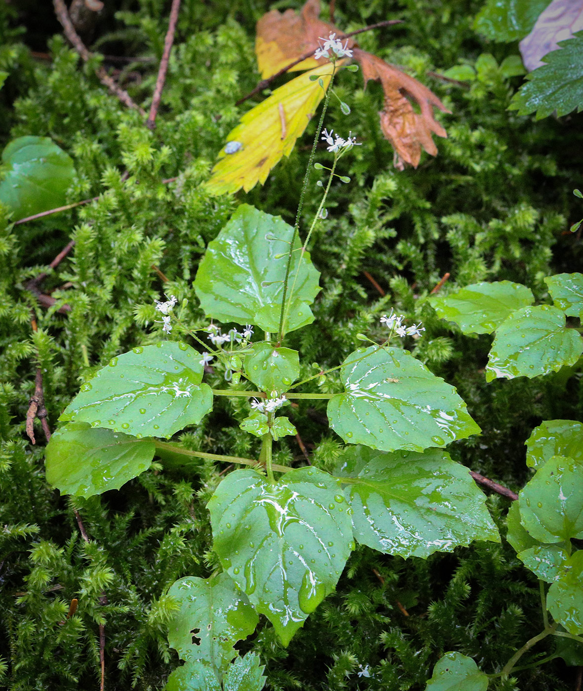 Изображение особи Circaea alpina.