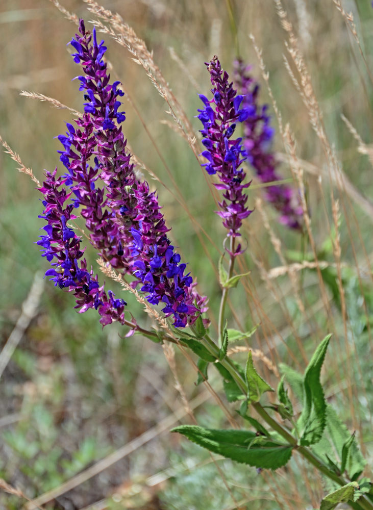 Изображение особи Salvia tesquicola.