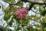 Lagerstroemia indica. Соцветие. Вьетнам, провинция Кханьхоа, г. Нячанг, окр. пагоды Chùa Long Sơn (храм белого Будды), в культуре. 01.09.2023.