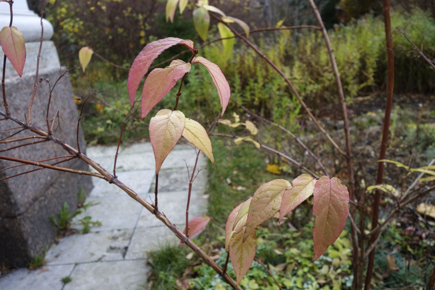 Image of Philadelphus coronarius specimen.