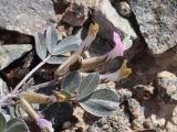 Astragalus subbijugus. Побег с соцветием. Узбекистан, Каракалпакстан, Берунийский р-н, южный макросклон хр. Султан-Увайс (Султануиздаг), ур. Кокралысай, около 240 м н.у.м., каменистый склон. 13.04.2024.