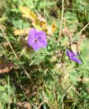 genus Geranium. Верхушка цветущего растения. Чечня, Шаройский р-н, западный склон пер. Цумандинский, выс. 1980 м н.у.м., луг. 23 августа 2023 г.