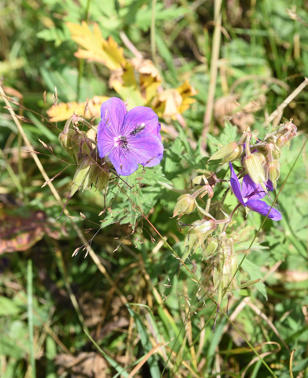 Изображение особи род Geranium.