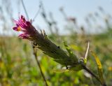 Melampyrum arvense