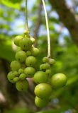 Schisandra chinensis. Незрелые плоды. Приморский край, 25 км Ю-З Уссурийска, 10 км Ю-З пос Кроуновка. 2 августа 2004 г.