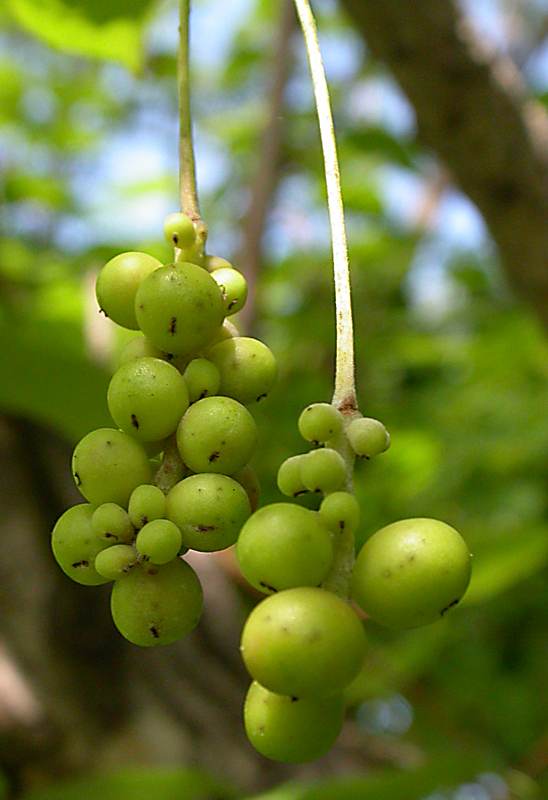 Изображение особи Schisandra chinensis.