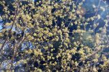 Cornus mas