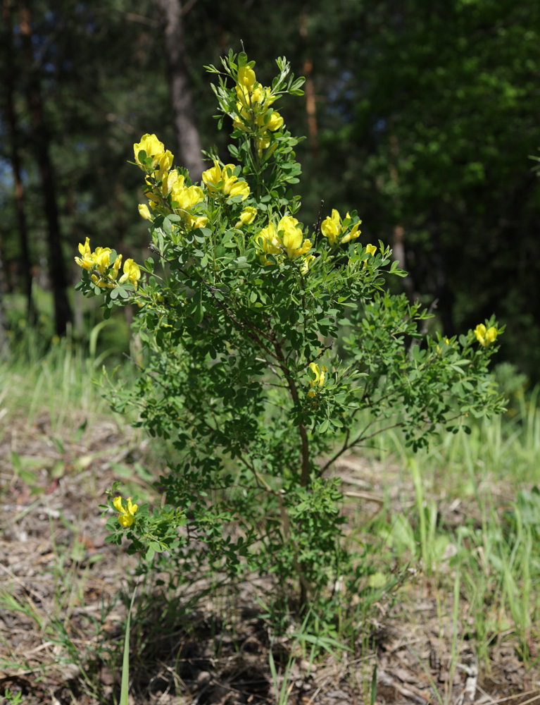 Изображение особи Chamaecytisus ruthenicus.