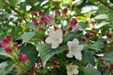 Weigela floribunda