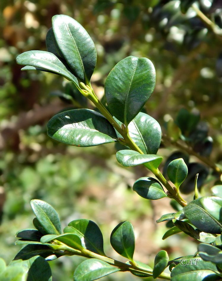 Изображение особи Buxus sempervirens.