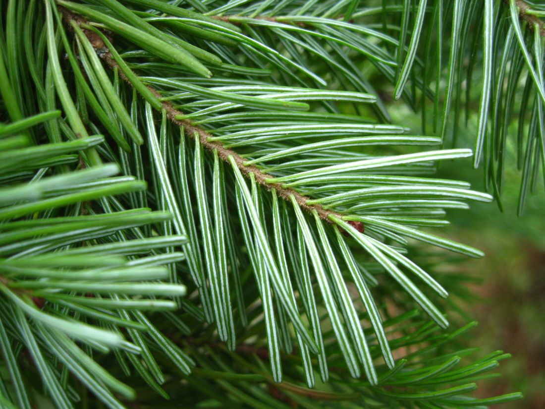 Image of Abies sachalinensis specimen.