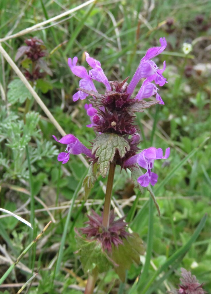 Изображение особи Lamium bifidum ssp. balcanicum.