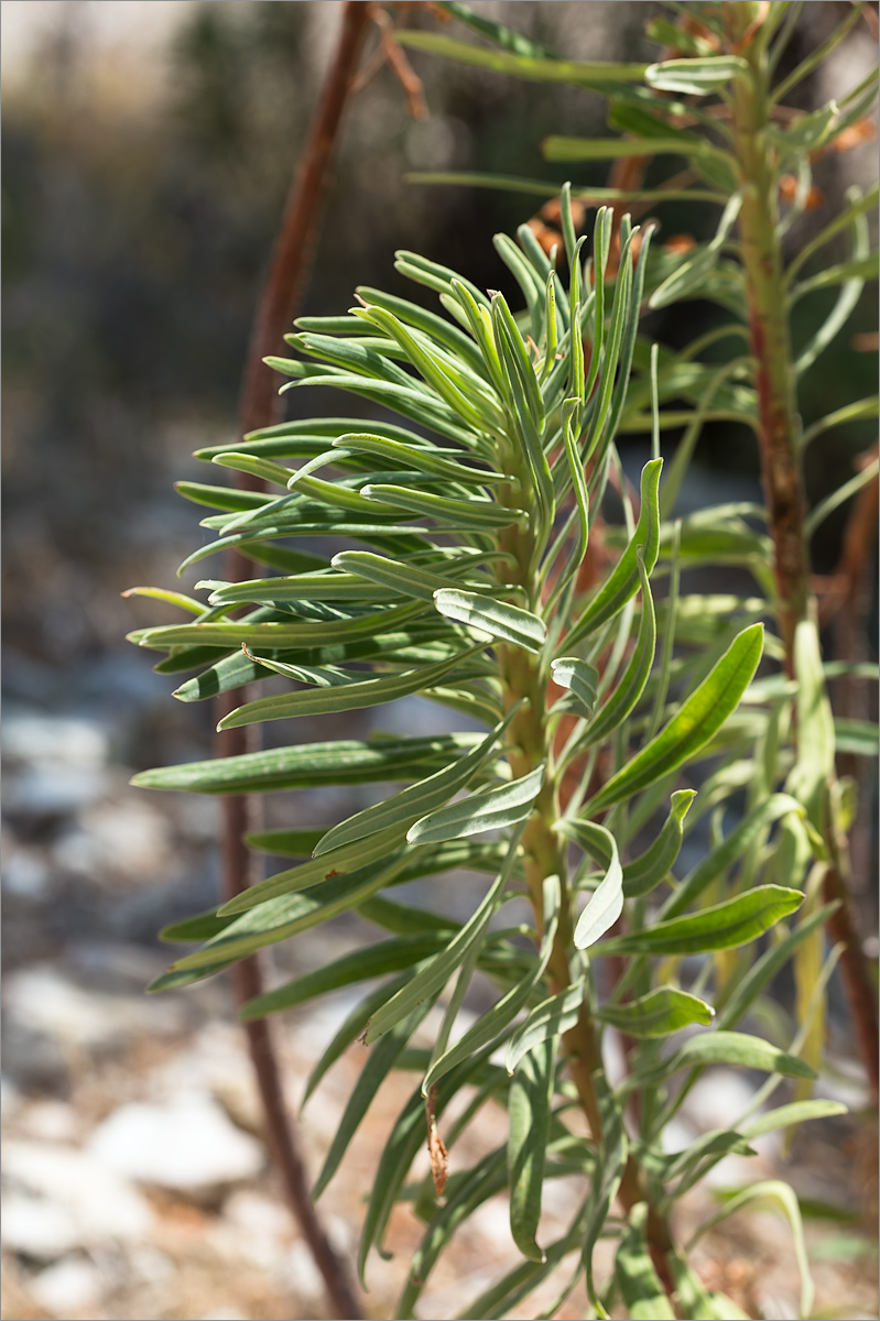 Изображение особи Euphorbia characias.