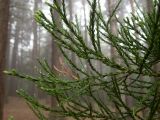 Sequoiadendron giganteum