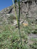Bothriochloa ischaemum. Часть побега. Дагестан, Ахтынский р-н, с. Ахты, отмель р. Ахтычай. 05.08.2024.