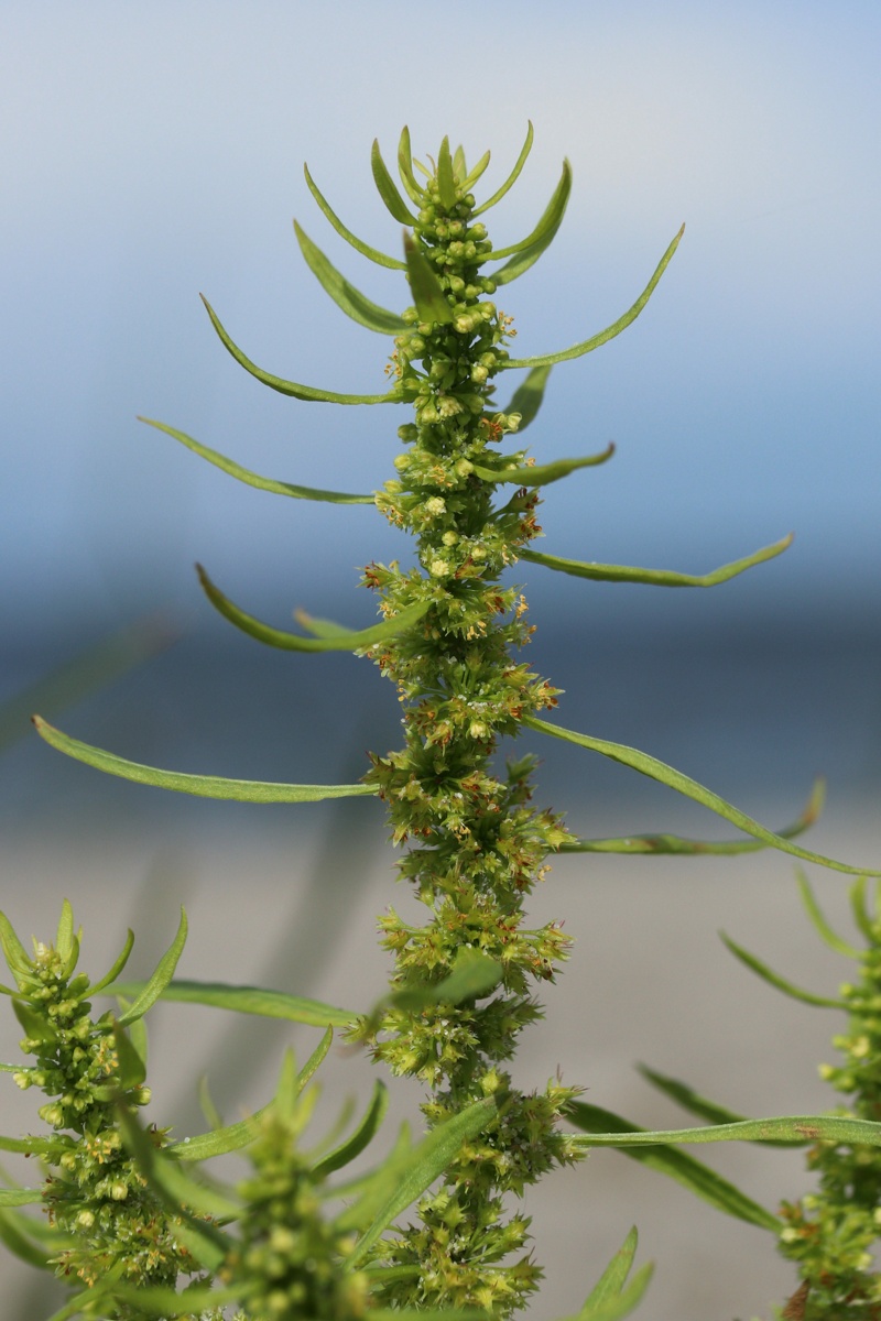 Image of Rumex maritimus specimen.