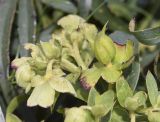 Helleborus foetidus
