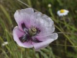 Papaver somniferum. Цветок. Испания, Каталония, пров. Жирона, комарка Баш Эмпорда, муниципалитет Калонже, в трещине тротуара. 01.05.2025.