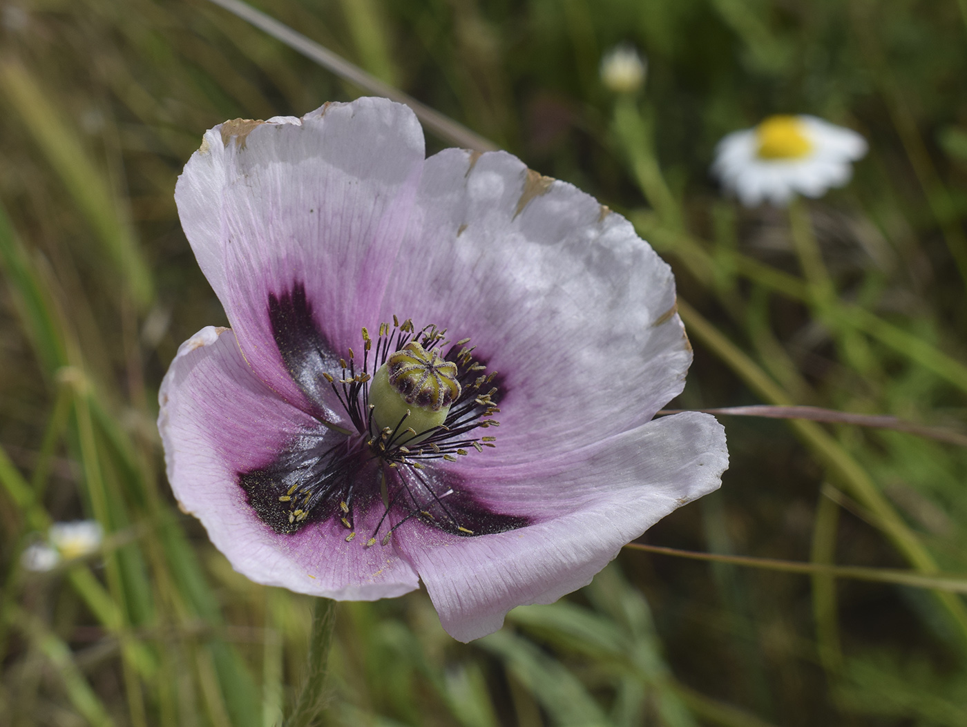 Изображение особи Papaver somniferum.