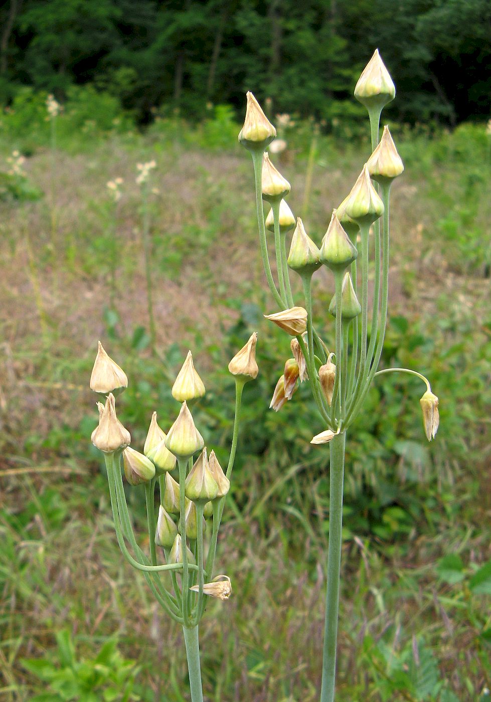 Image of Nectaroscordum bulgaricum specimen.