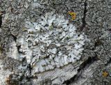 Anaptychia desertorum. Таллом с апотециями и серой каймой ресничек в сообществе с Phaeophyscia orbicularis. Казахстан. Туркестанская обл., Зап. Тянь-Шань, Сайрам-Угамский национальный природный парк; дол. ручья к востоку от с. Бургулюк, роща старых лиственных деревьев. 06.05.2025.