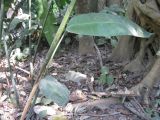 Heliconia rostrata