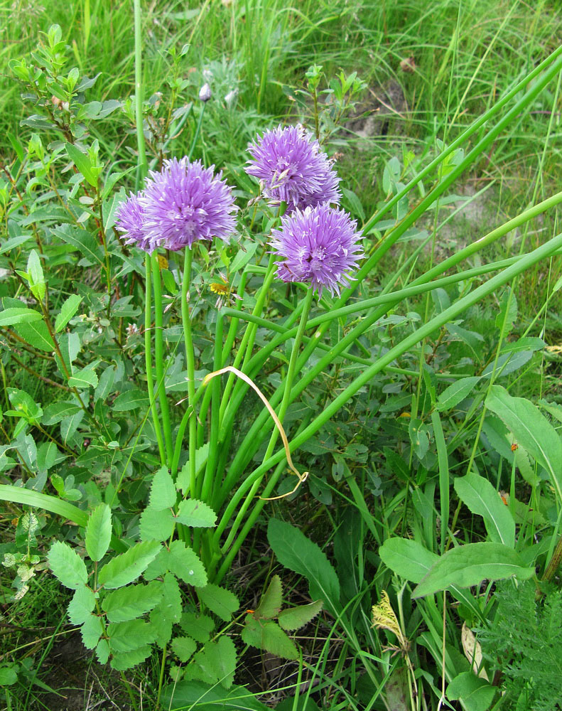 Image of Allium schoenoprasum specimen.