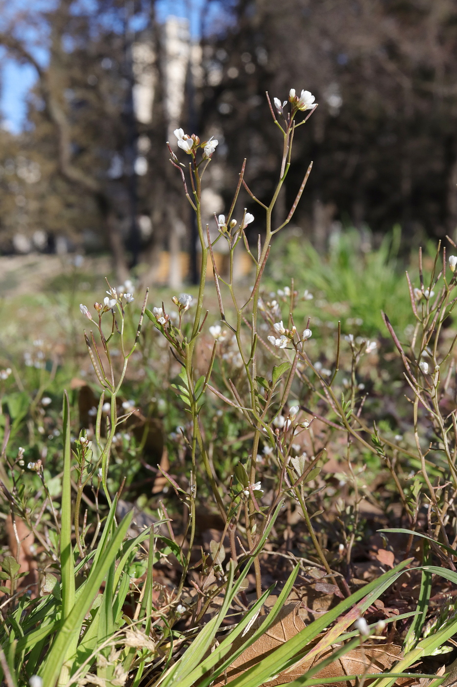 Image of Cardamine occulta specimen.