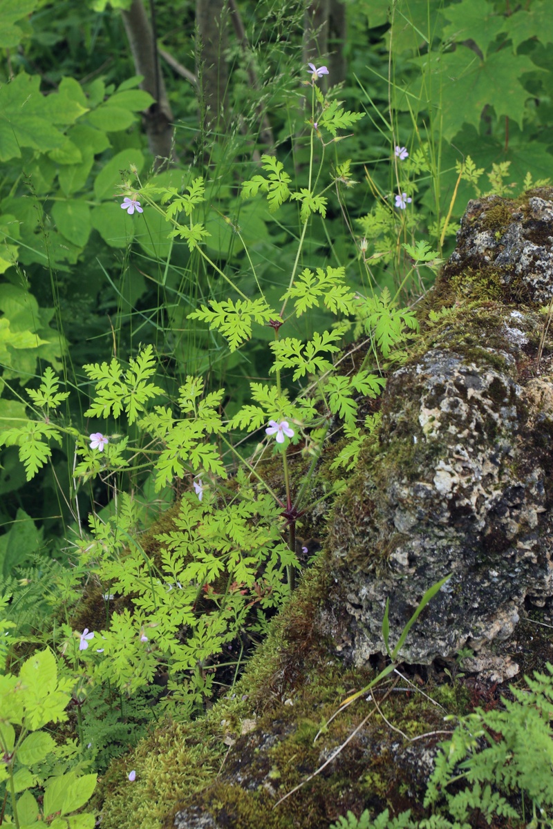 Изображение особи Geranium robertianum.