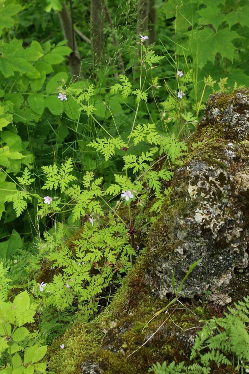 Image of Geranium robertianum specimen.