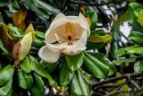 Magnolia grandiflora