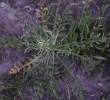 genus Centaurea