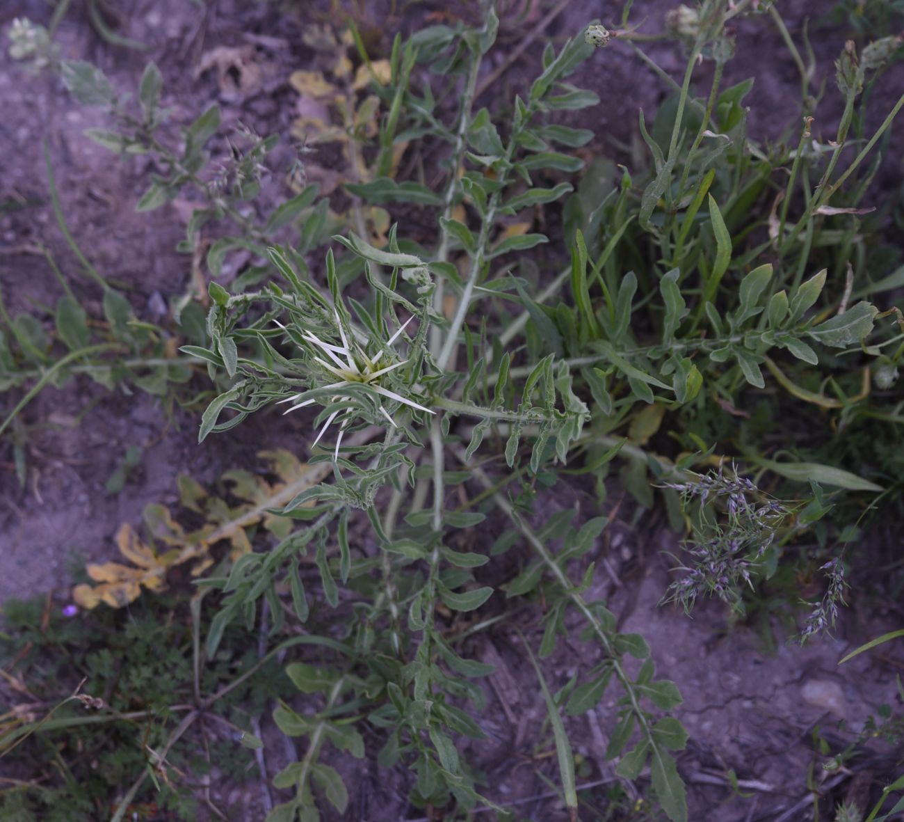 Изображение особи род Centaurea.