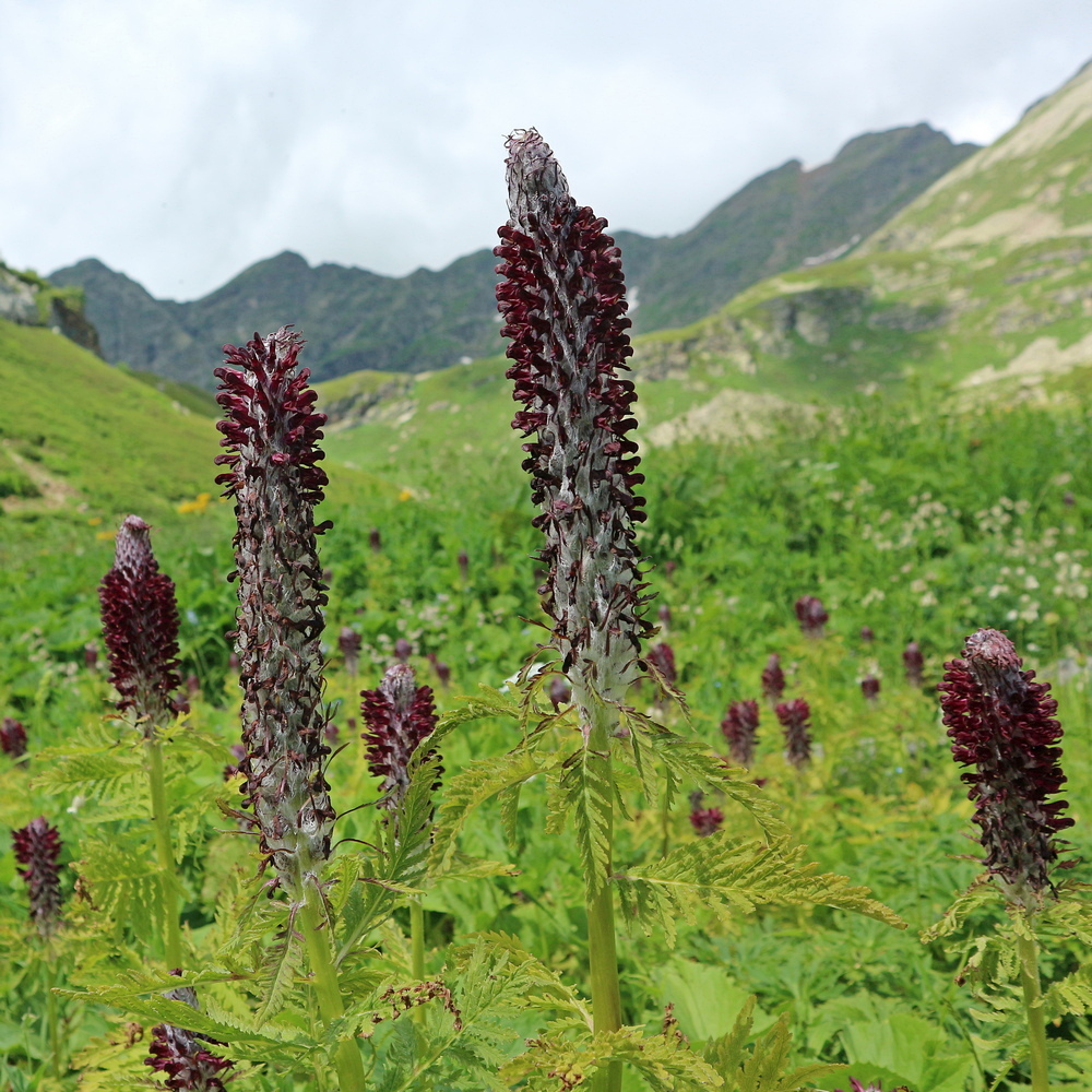 Image of Pedicularis atropurpurea specimen.
