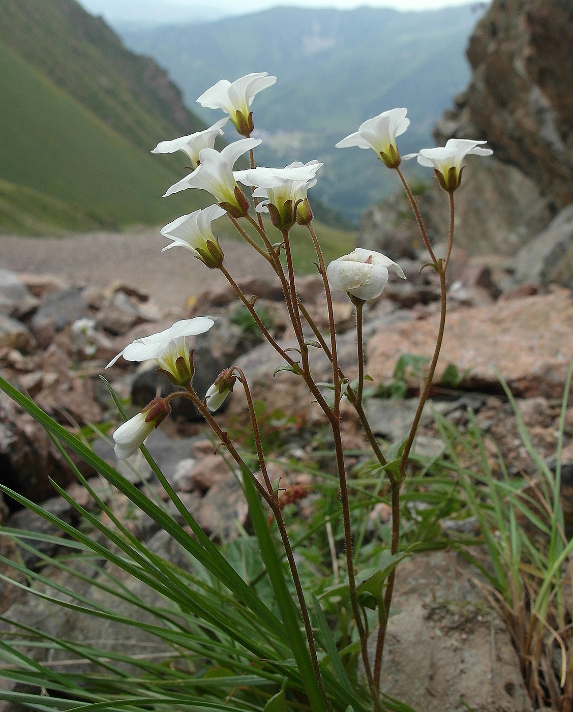 Image of Saxifraga sibirica specimen.
