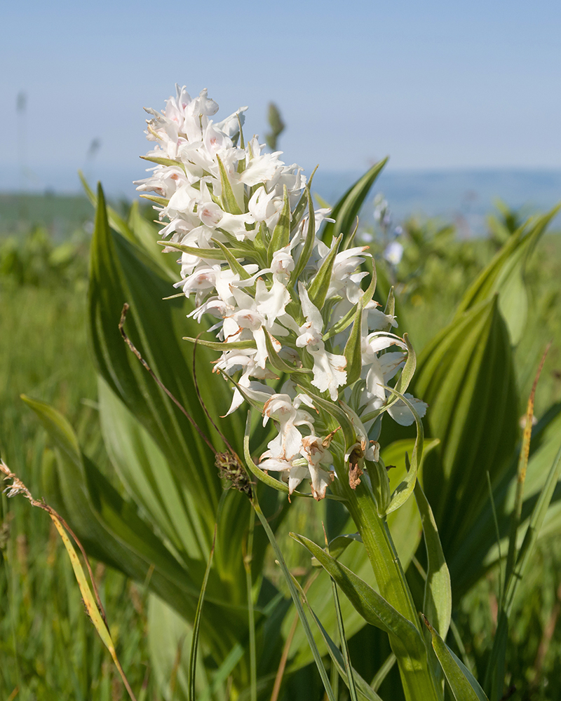 Изображение особи Dactylorhiza euxina.