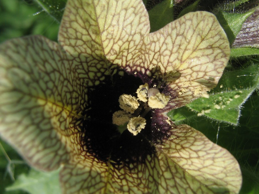 Image of Hyoscyamus niger specimen.