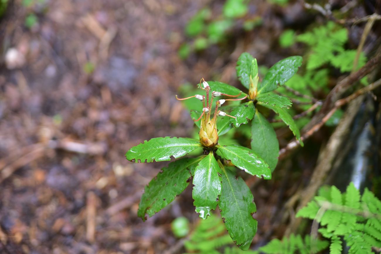 Изображение особи Rhododendron caucasicum.