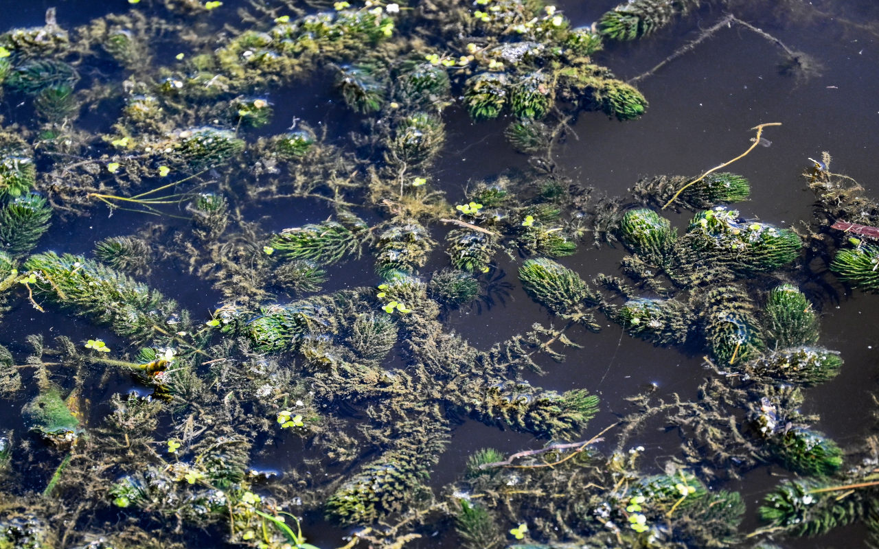 Image of Ceratophyllum demersum specimen.